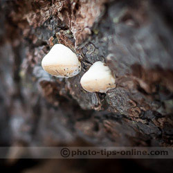 ExpoDisc 2.0: before shot, tree mushrooms