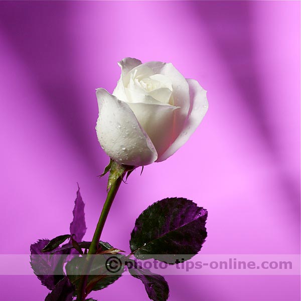 Honl Photo filters (gels): sample image using Rose Purple filter