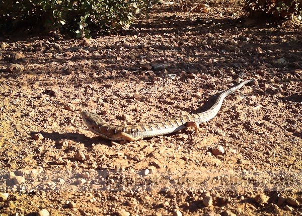 iPhone 5 camera: close-up example, lizard