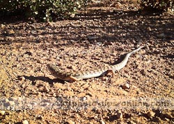 iPhone 5 camera: close-up example, lizard