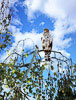 LandscapePro: bird in a tree, cotton clouds