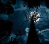 LandscapePro: silhouette, full moon