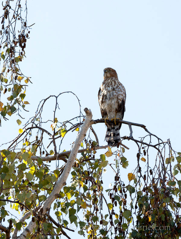 LandscapePro: bird in a tree, before