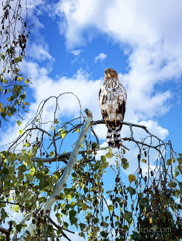 LandscapePro: bird in a tree, cotton clouds