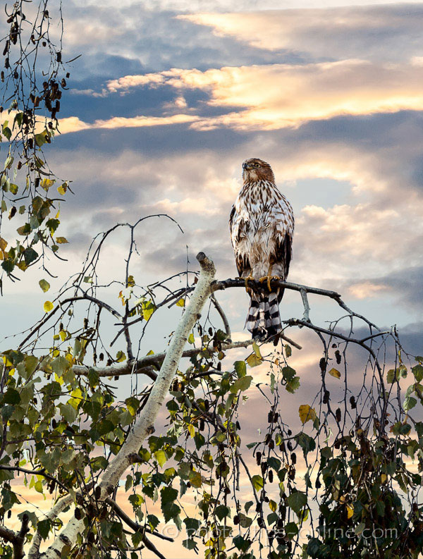 LandscapePro: bird in a tree, sunset