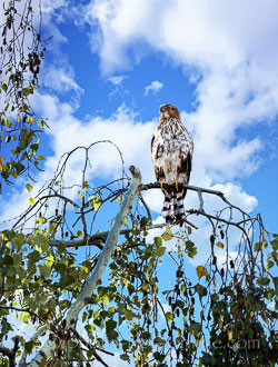 LandscapePro: bird in a tree, cotton clouds