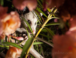 MagMod MagSphere: possum in a tree, example 2