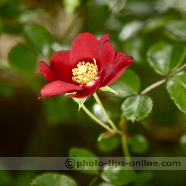 Orbis Ring Flash adapter: macro photography example