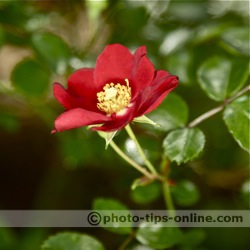 Orbis Ring Flash adapter: macro photography example