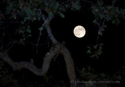 Rogues Safari pop-up flash booster: the Moon, foreground trees are exposed by the flash